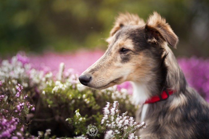 멍뭉이(개들 50) | 인스티즈