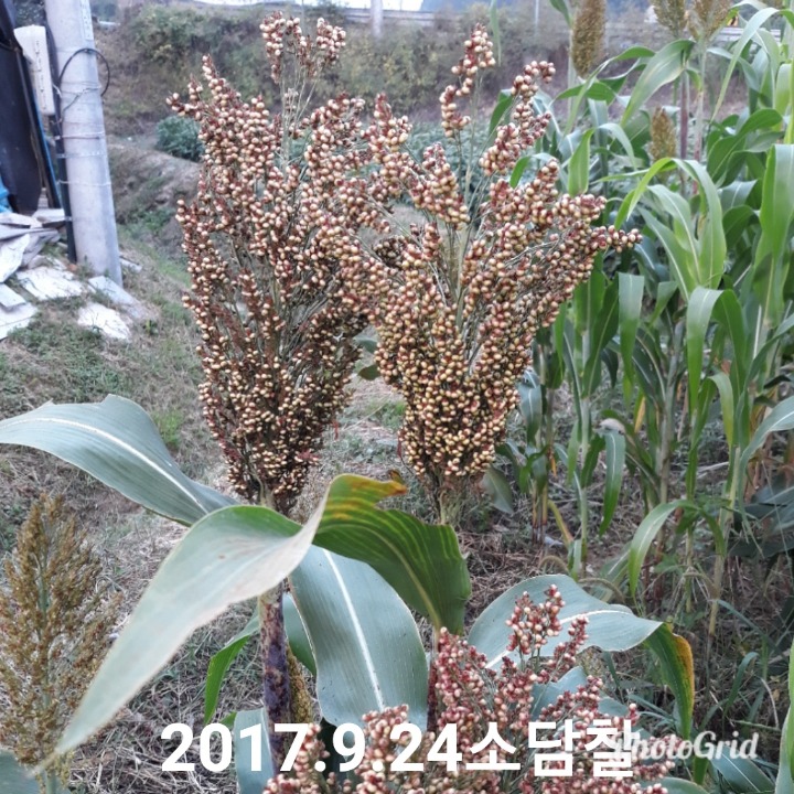 소담소담 이미지