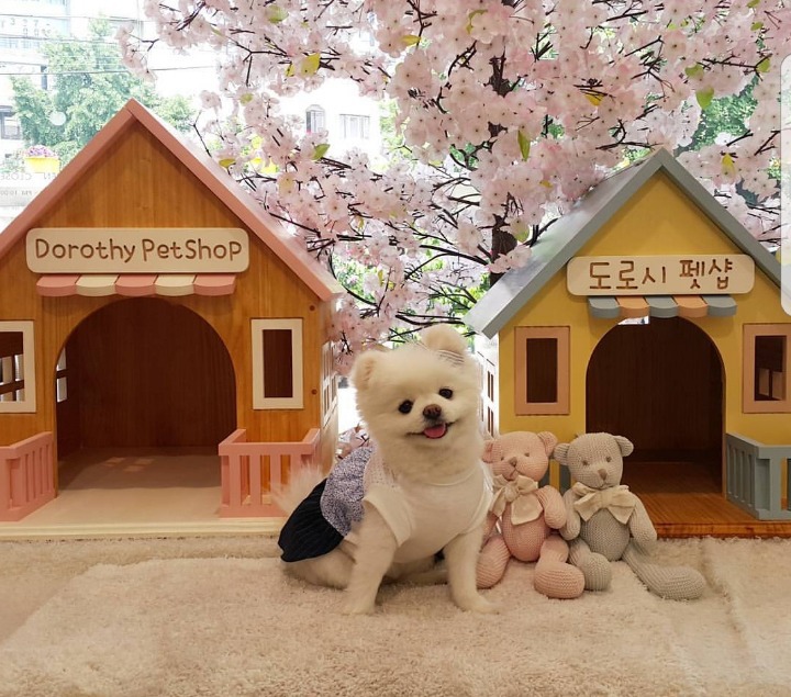 밥 먹을 때마다 쳐다보는 고양이 | 인스티즈