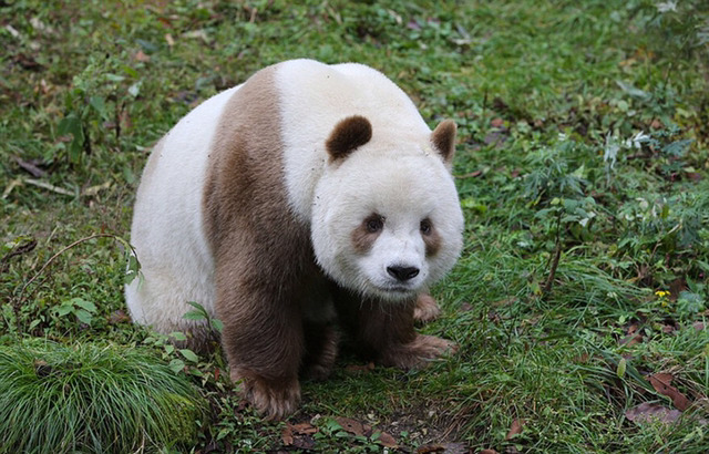 털 색깔 때문에 무리에서 왕따 당한다는 갈색 판다.jpg | 인스티즈