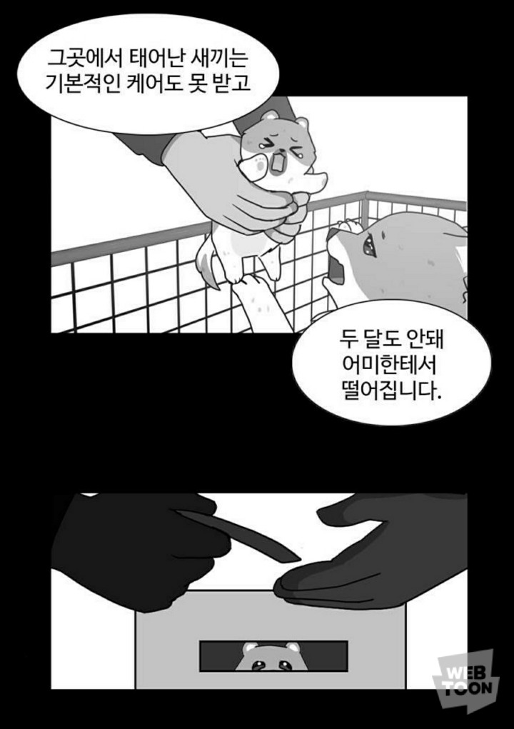 병든 강아지가 분양 후에 아파하는 이유 | 인스티즈