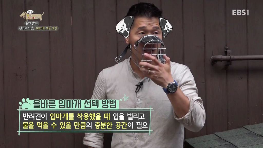 반려견의 입마개 거부감 없애는 팁 .gif | 인스티즈