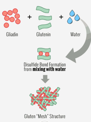 glutenin molecule